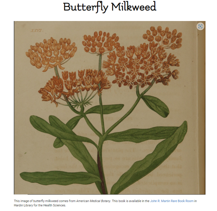 Image of the plant called butterfly milkweed