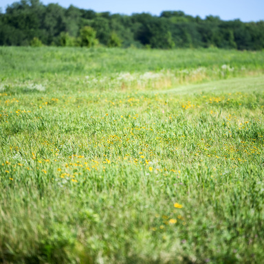 prairie field 