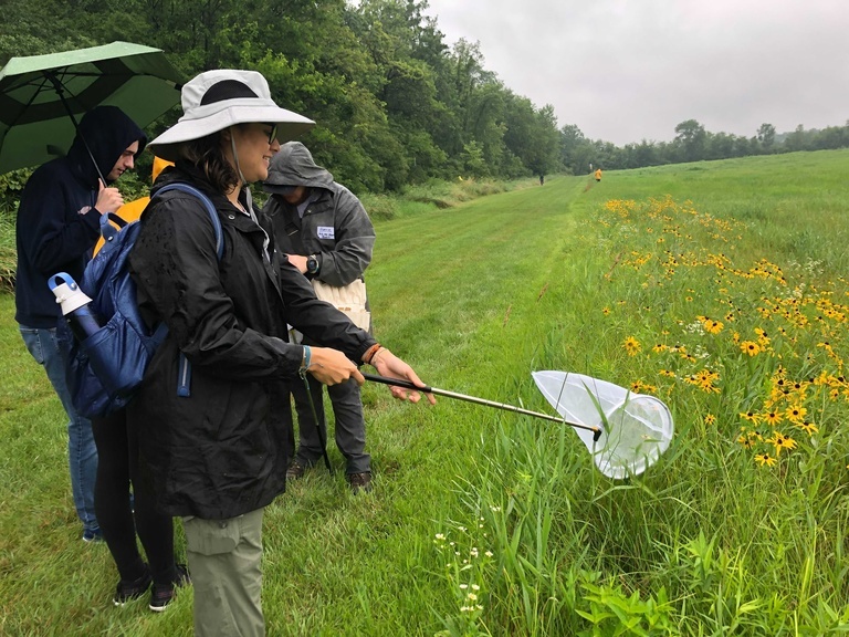 person using bug net during bioblitz 2021