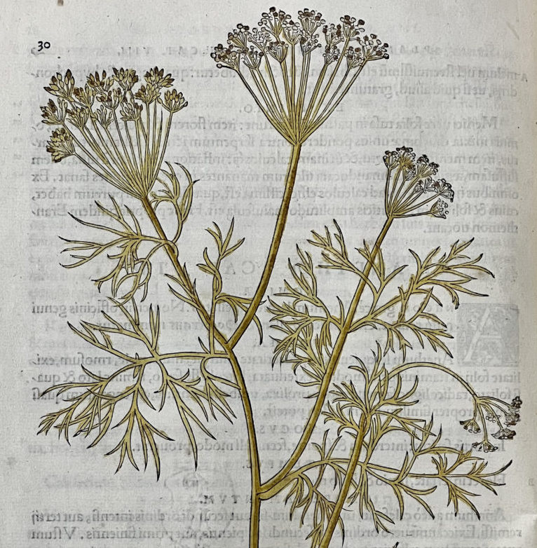 dill