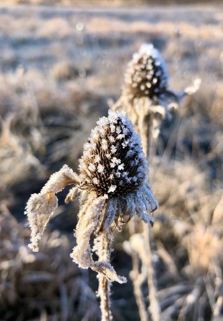frost on black eyed susan flower 