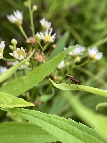 insect on plant from 1st bioblitz
