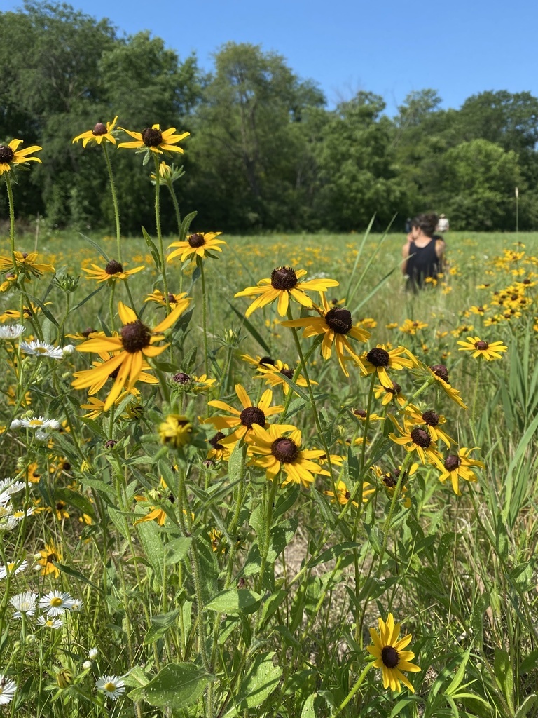 black eyed susan from 2022 bioblitz