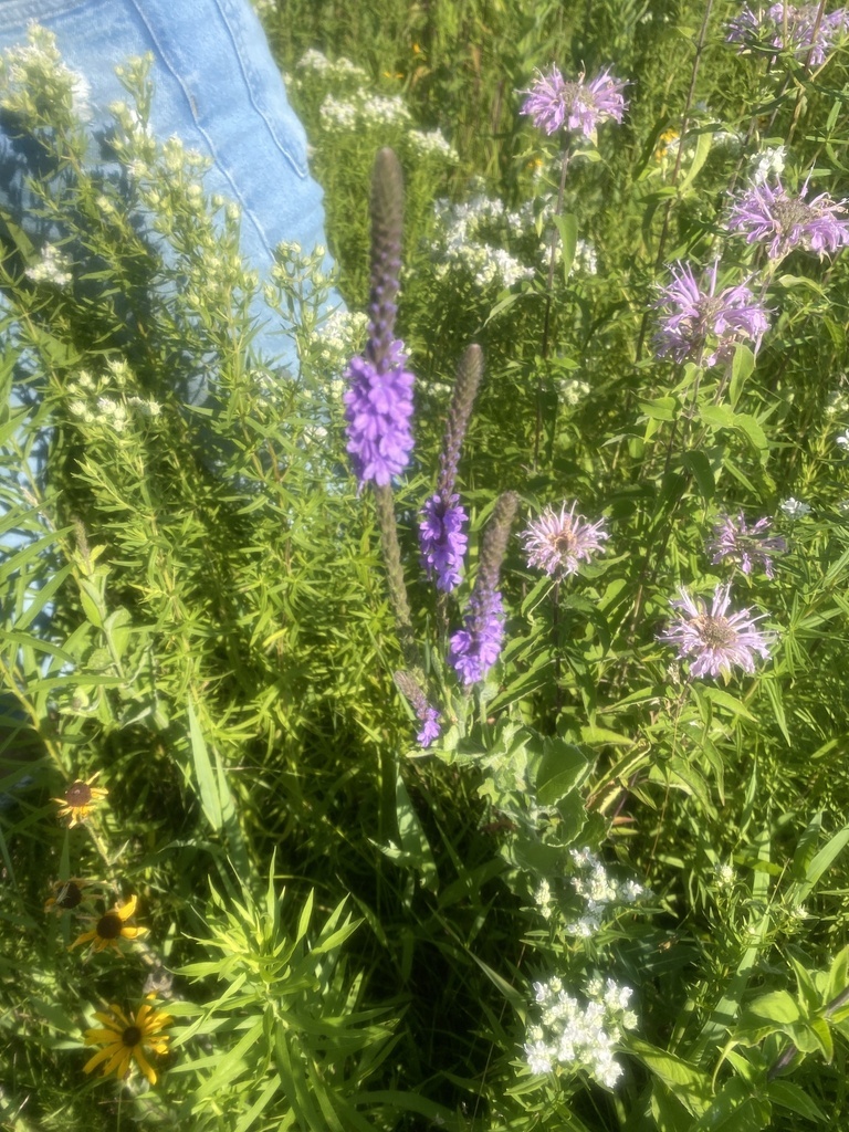 hoary vervain from 2023 bioblitz