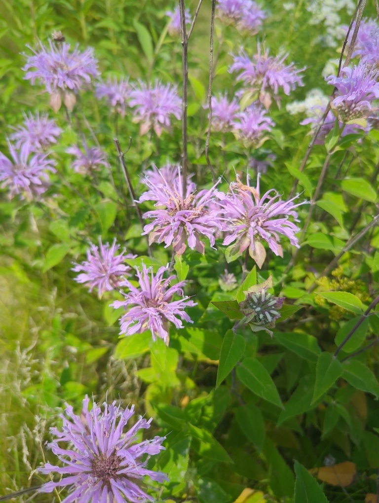 bee balm flowers