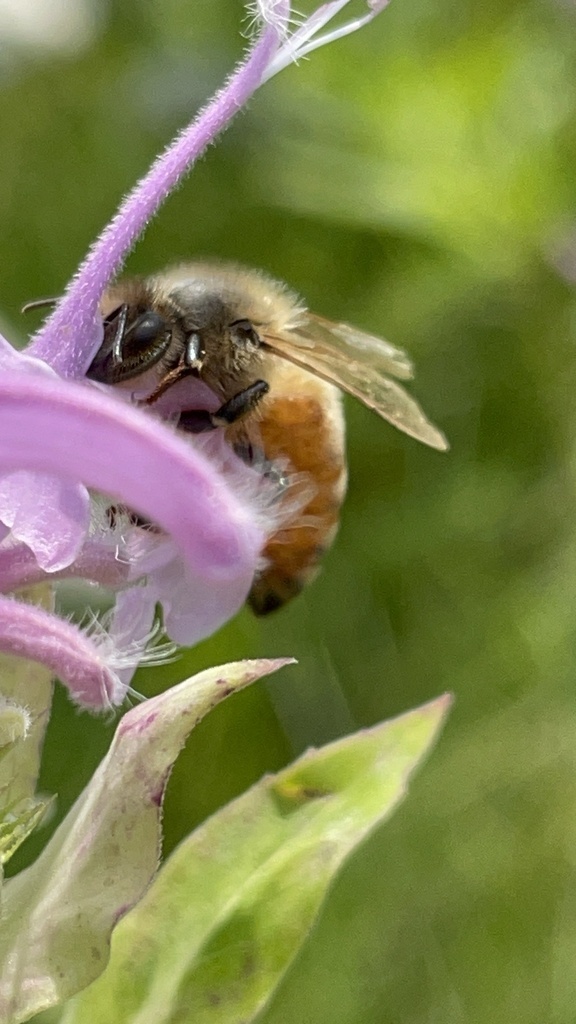 close up image of honeybee from 2024 bioblitz