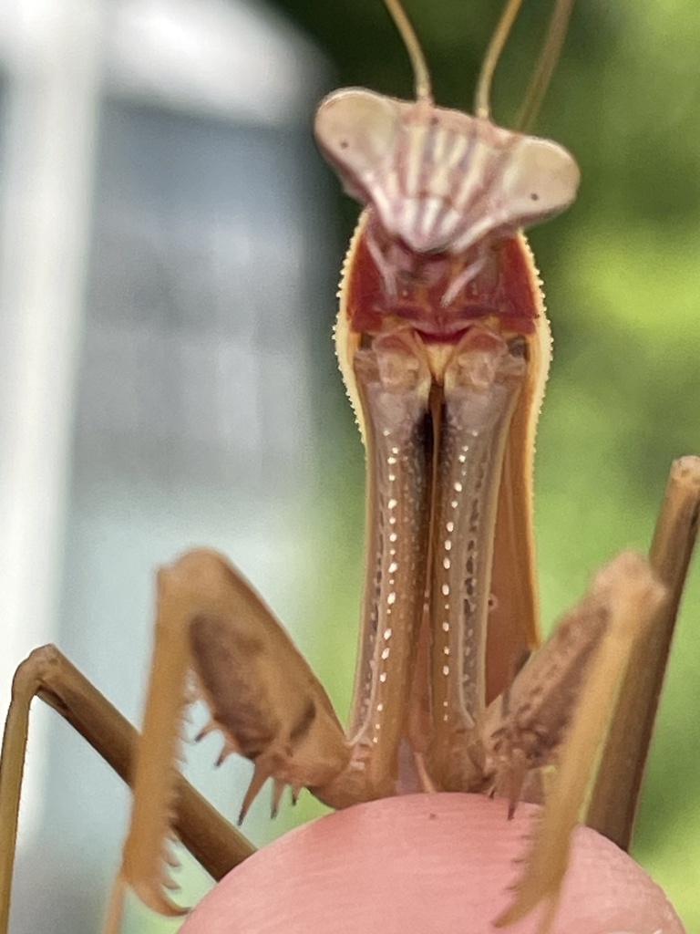close up image of mantis from 2024 bioblitz