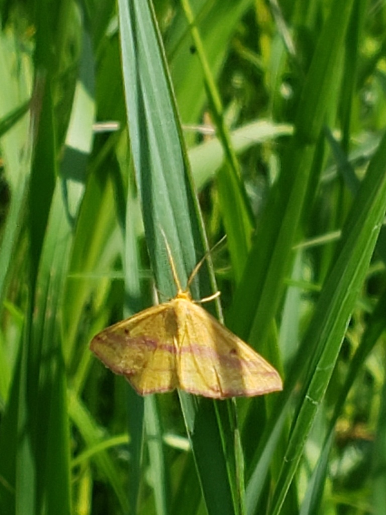 chickweed geometer moth