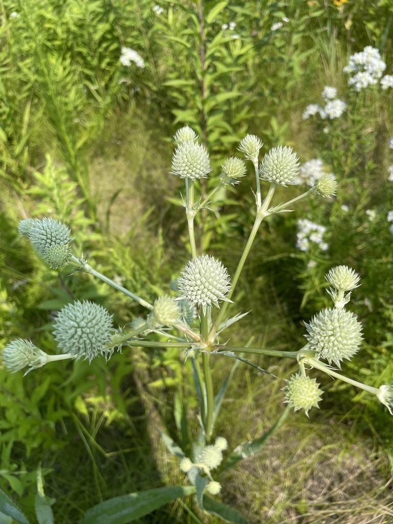 rattlesnake master