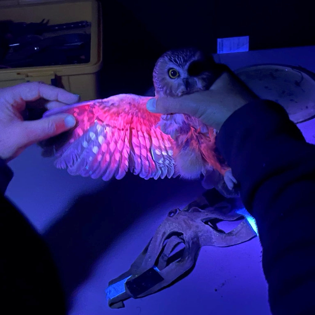 Saw-whet Owl Banding promotional image