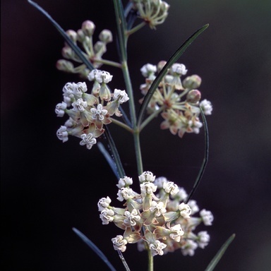 USDA image of whorled milkweed
