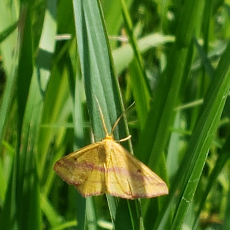 chickweed geometer moth