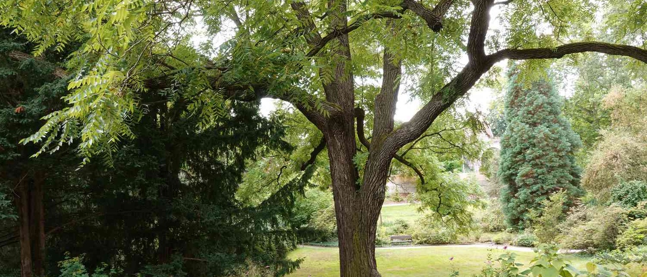 Black Walnut from The Spruce
