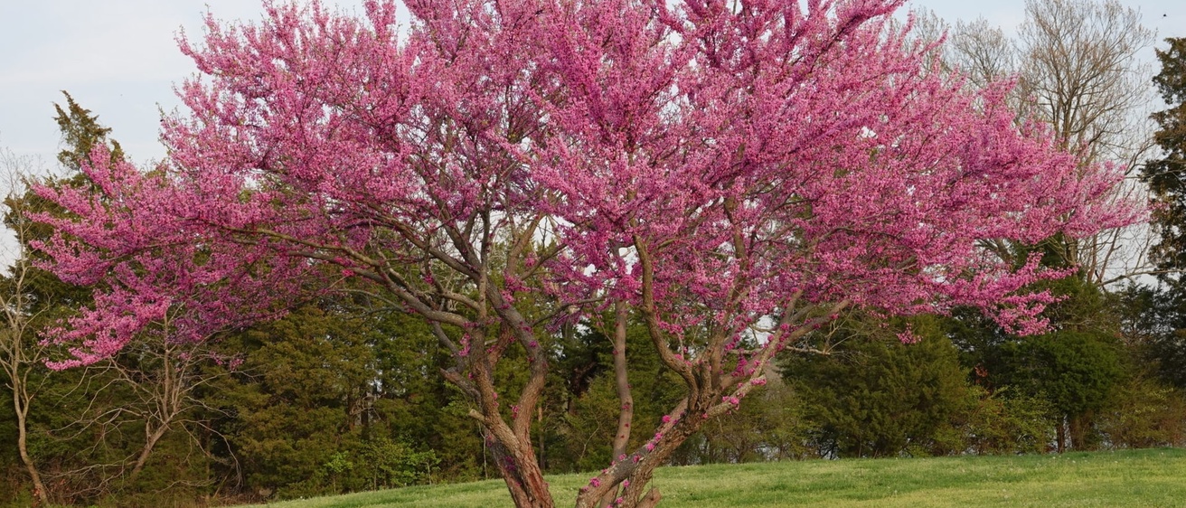 Eastern Redbud from Virginia Native Plant Society