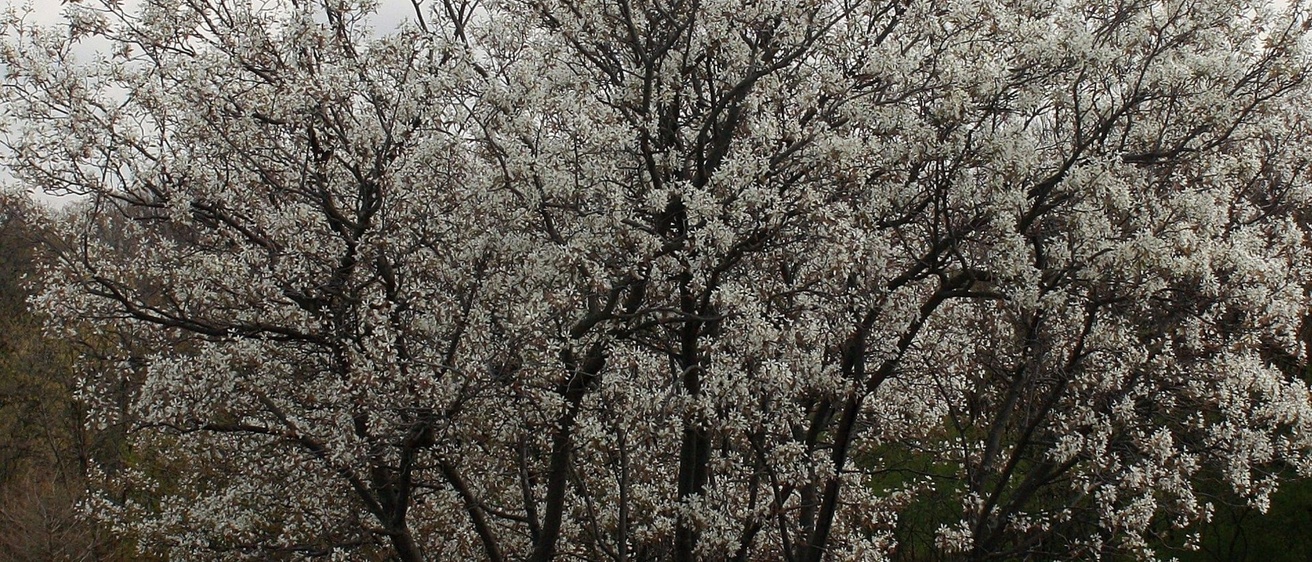 Service Berry from Midwest Groundcovers