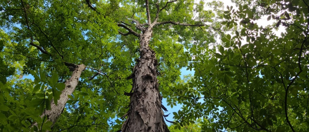 Shagbark hickory from GrowIT BuildIT