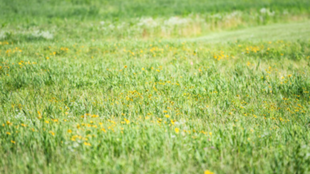 prairie field
