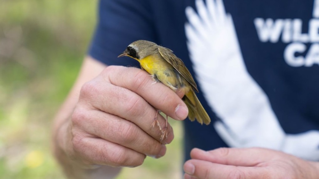 Mid-Spring Bird Banding I promotional image