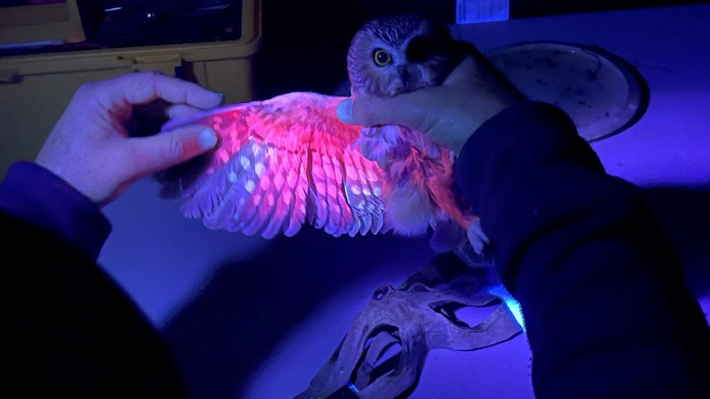 Saw-whet Owl Banding promotional image