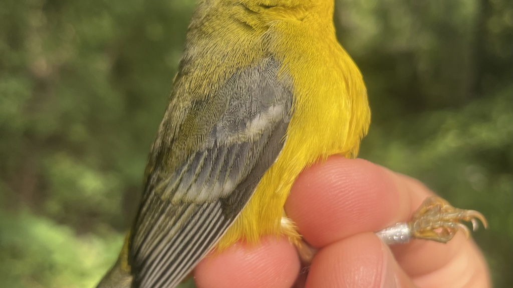 Early Fall Bird Banding promotional image