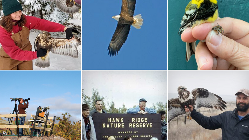 Hawk Watch & Hike promotional image
