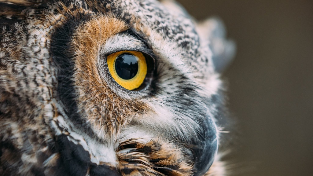 Owl Prowl promotional image