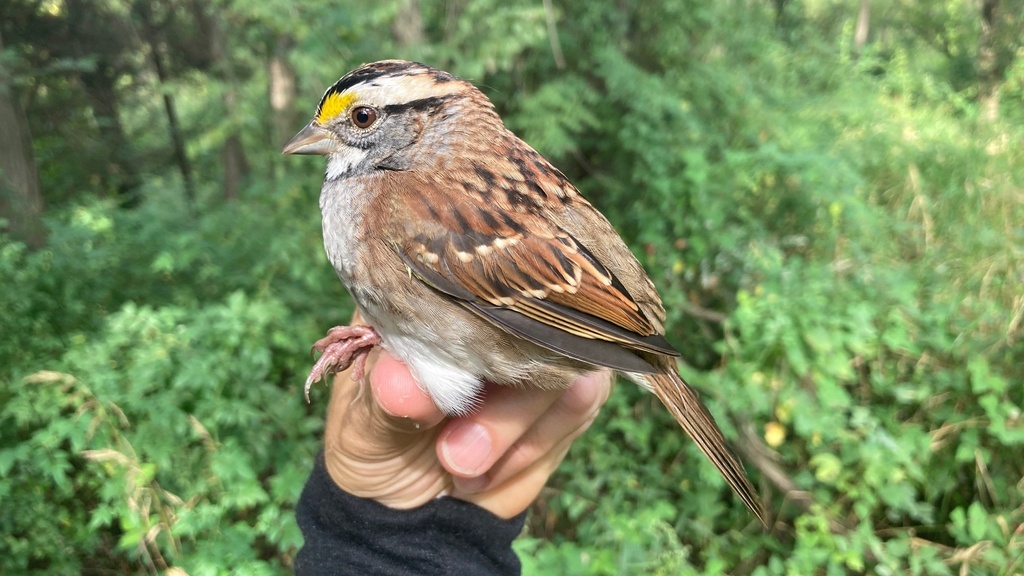 Late Fall Bird Banding promotional image